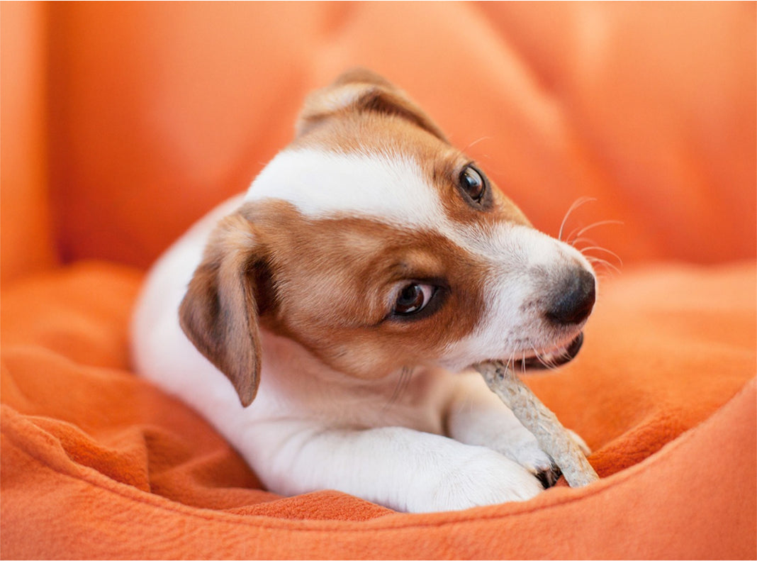 IS SALMON OR CHICKEN BETTER FOR DOGS?