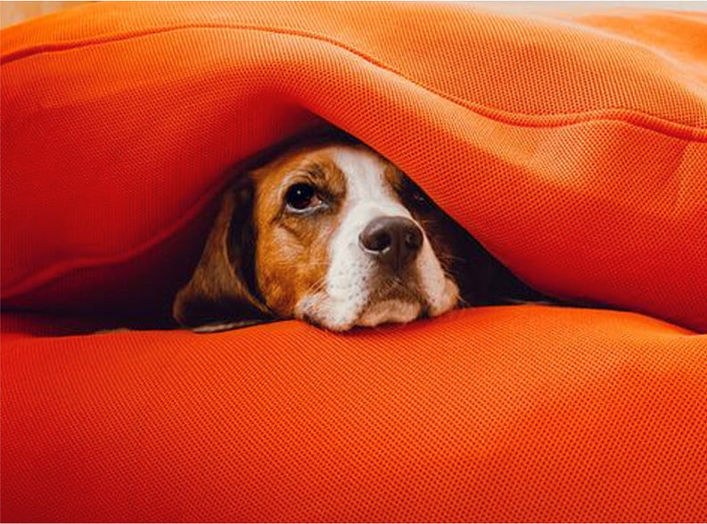 WHAT IS HYPOALLERGENIC DOG FOOD?
