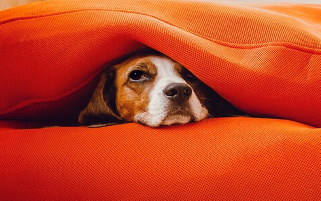HOW TO STIMULATE YOUR NERVE TO REDUCE STRESS AND ANXIETY