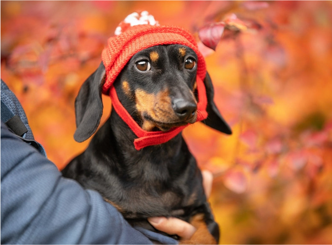 OMEGA-3S FOR DOGS: HOW SALMON SUPPORTS