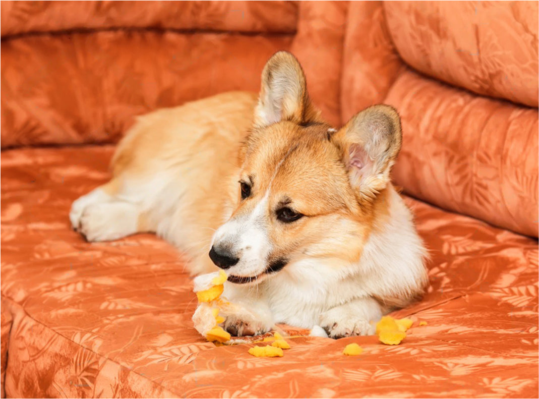 SMALL BREED DOG FOOD VS REGULAR