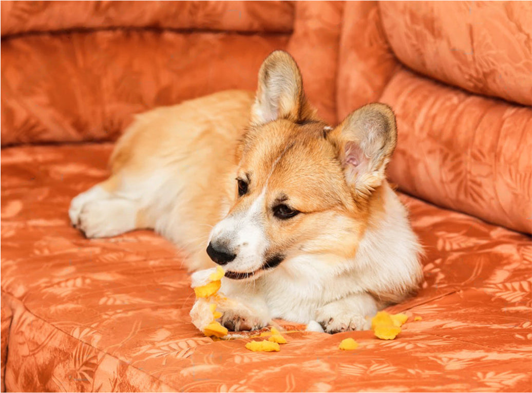 SMALL BREED DOG FOOD VS REGULAR