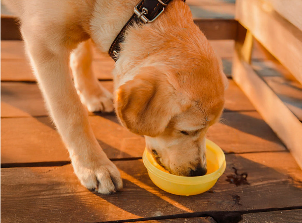 CAN DOGS EAT SALMON?